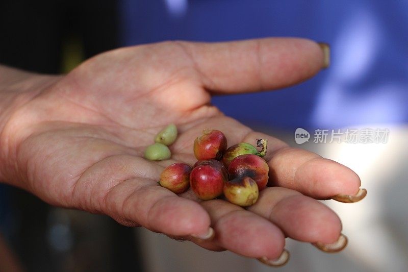 古巴- Topes de Collantes-咖啡植物在手中